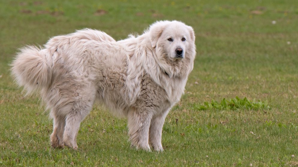 Ein Hund der Rasse Pyrenäenberghund in der Natur.