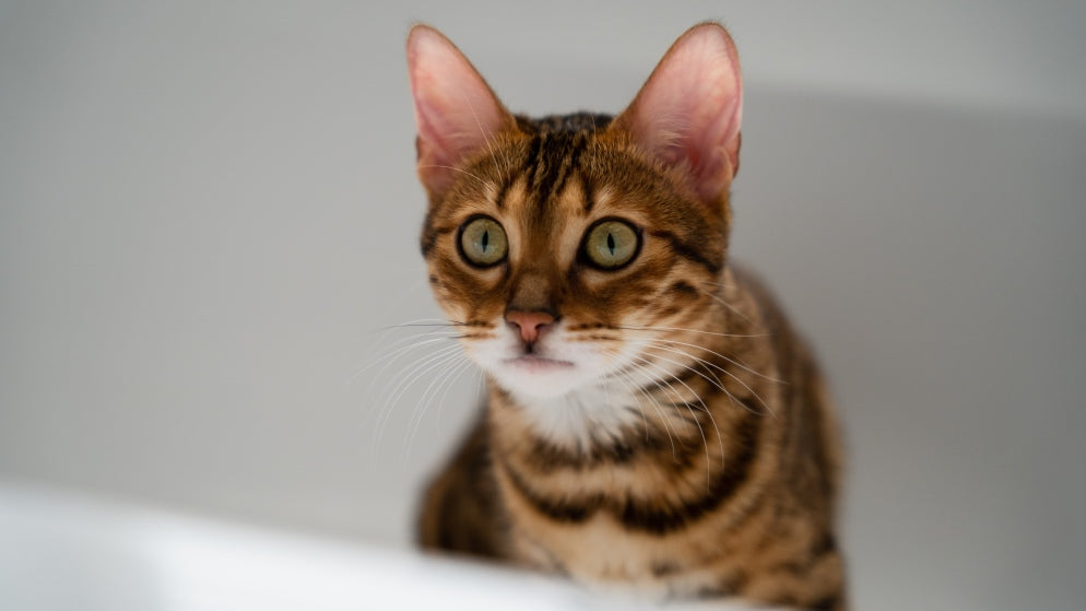 Eine Katze der Rasse Toyger.