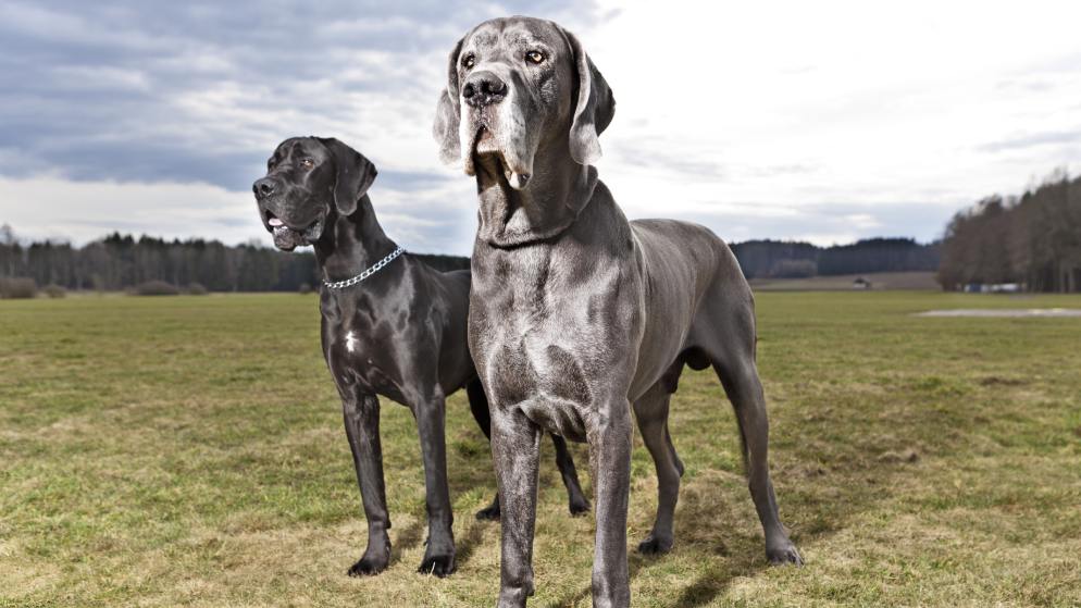 Zwei Hunde der Rasse Deutsche Dogge, einer mit schwarzen Fell, einer mit grauem Fell, stehen nebeneinander.