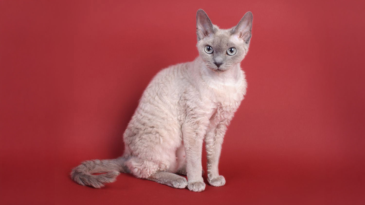 Devon Rex
