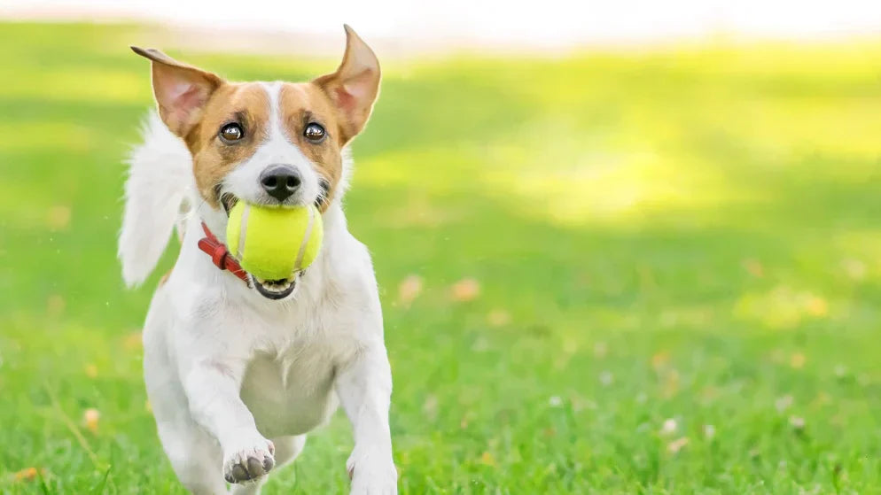Hund mit Tennisball im Mund, rennt über eine Wiese.