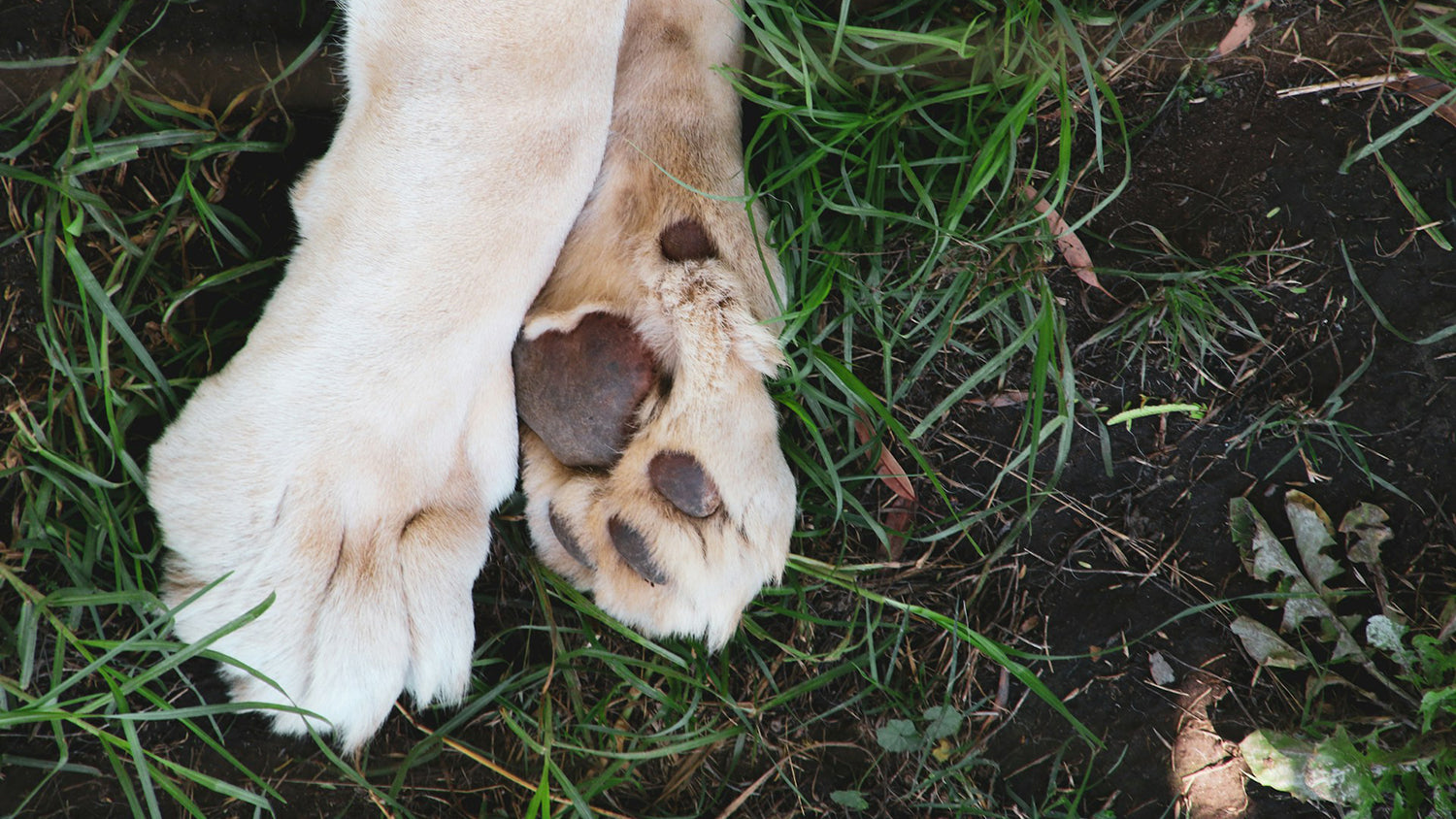 Gesunde und gepflegte Hundepfoten liegen entspannt im Gras.