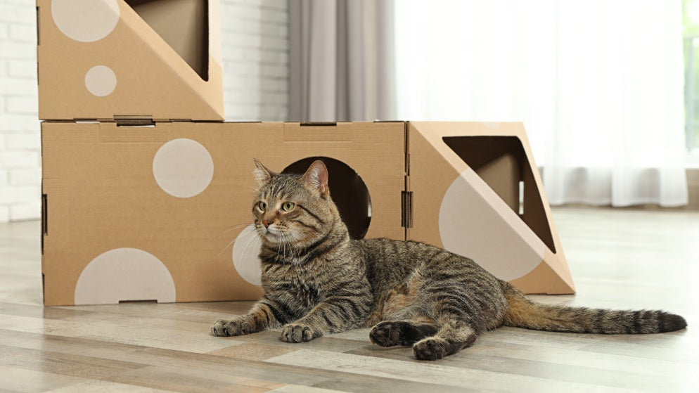 Eine Katze die vor einem selbsgebauten Katzenspielzeug liegt.