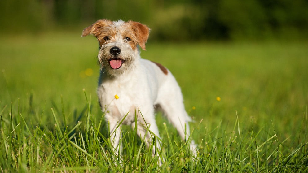 Ein Hund der Rasse Kromfohrländer in der Natur.
