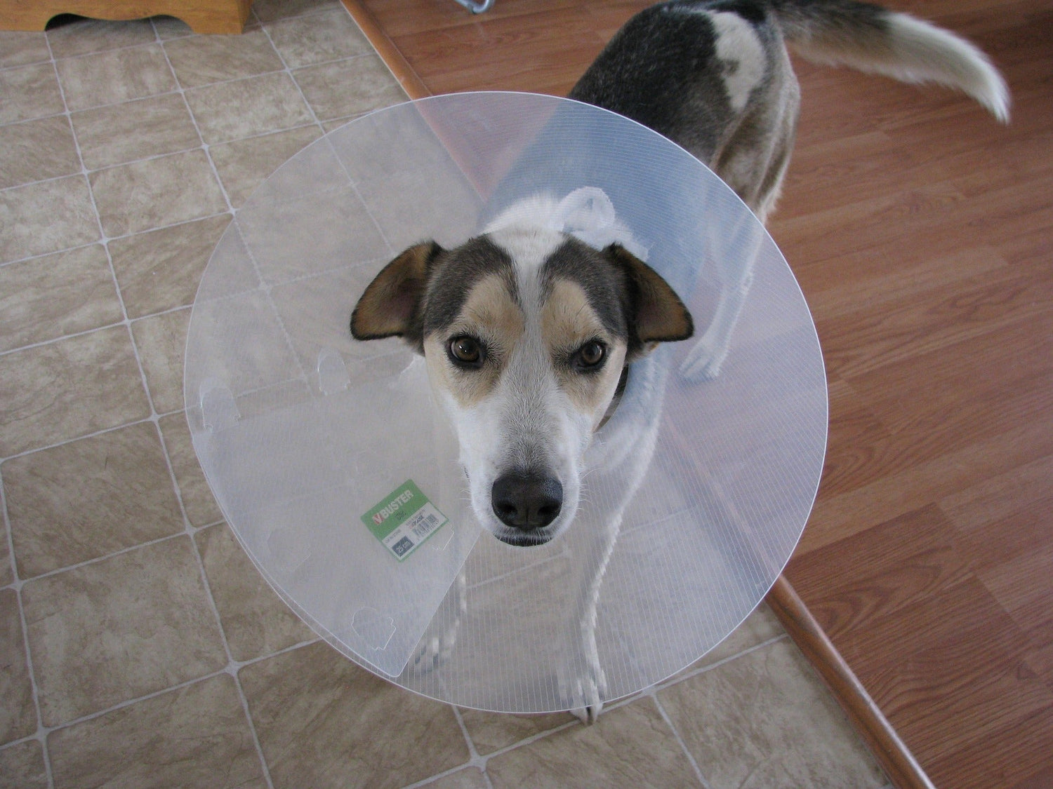 Hautpflege bei empfindlichen Hunden