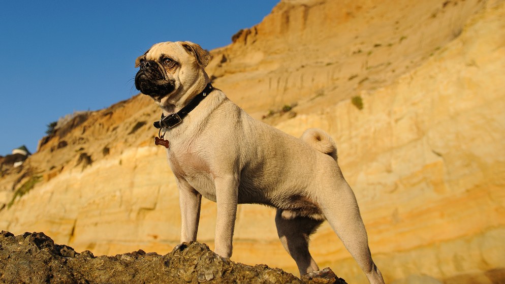 Ein Hund der Rasse Mops in der Natur.