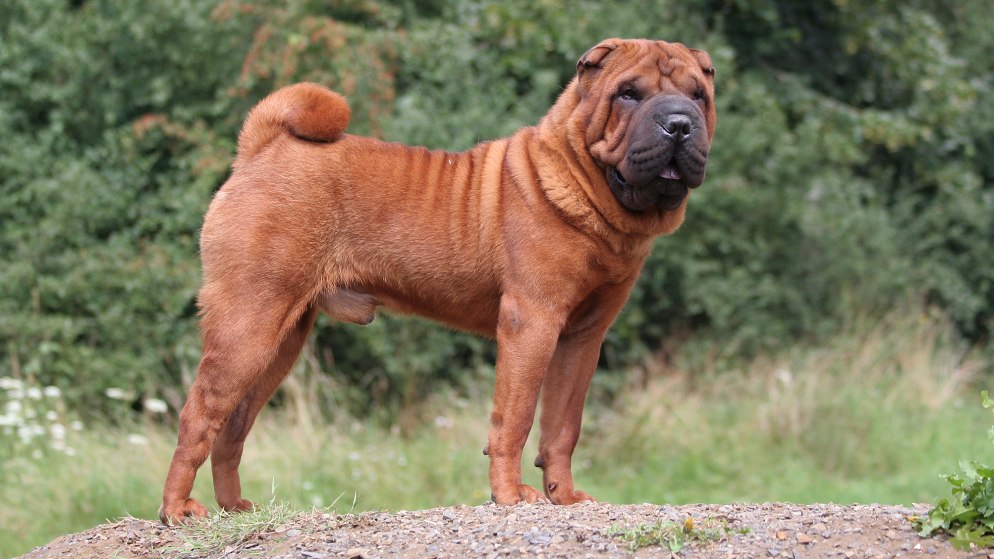 Ein Hund der Rasse Shar-Pei in der Natur.