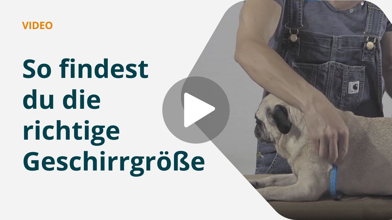 WIe vermesse ich meinen Hund richtig?