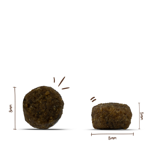 Sanabelle Adult Forelle