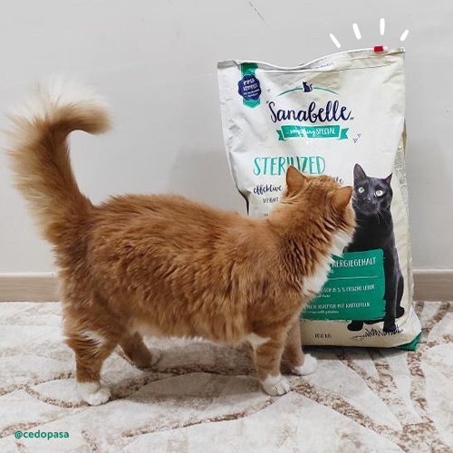 Sanabelle Sterilized