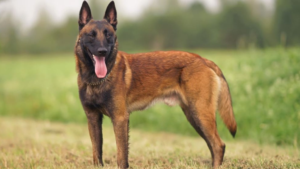 Ein Hund der Rasse Belgischer Schäferhund steht auf einer Wiese.