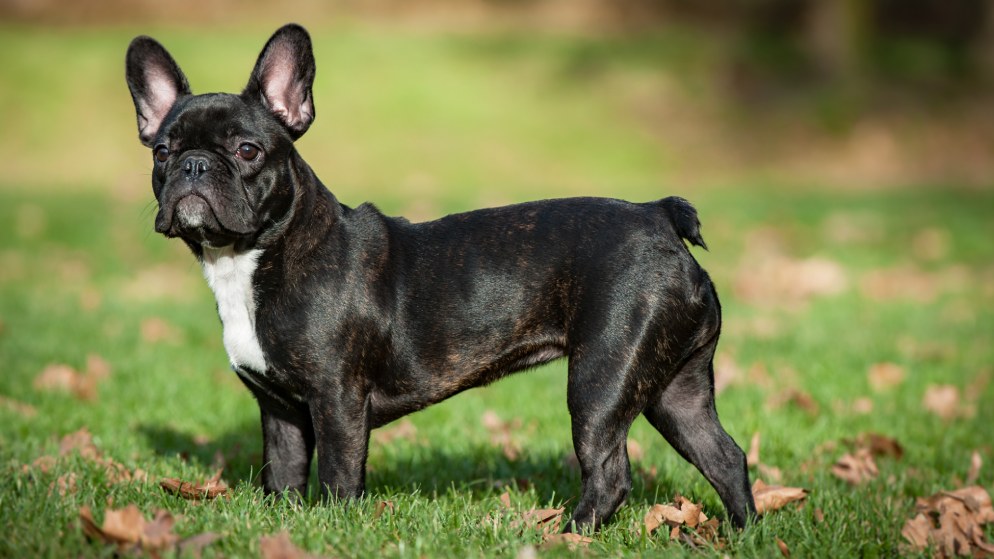 Ein Hund der Rasse Französische Bulldogge in der Natur.