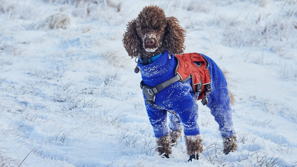 Ein Hund steht auf einem zugeschneiten Feld und trägt dabei ein Sicherheitsgeschirr.