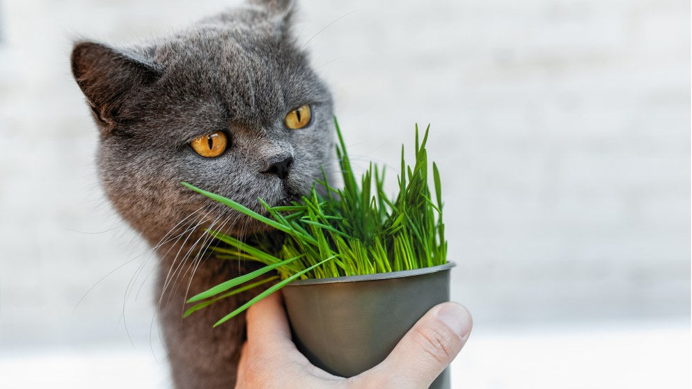 Einer Katze wird Katzengras in einem Topf vorgehalten.