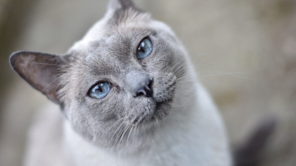 Eine Katze der Rasse Tonkanese.
