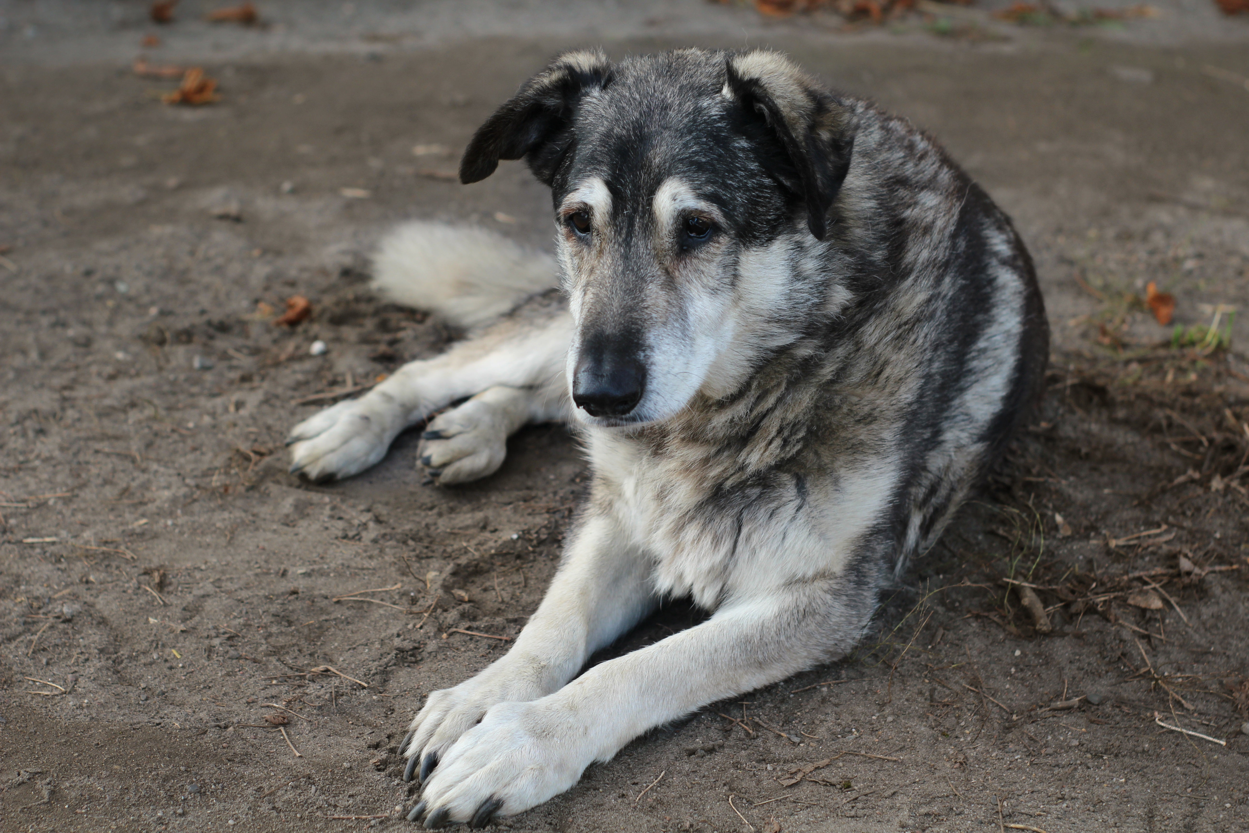 Hundedemenz – erste Anzeichen erkennen
