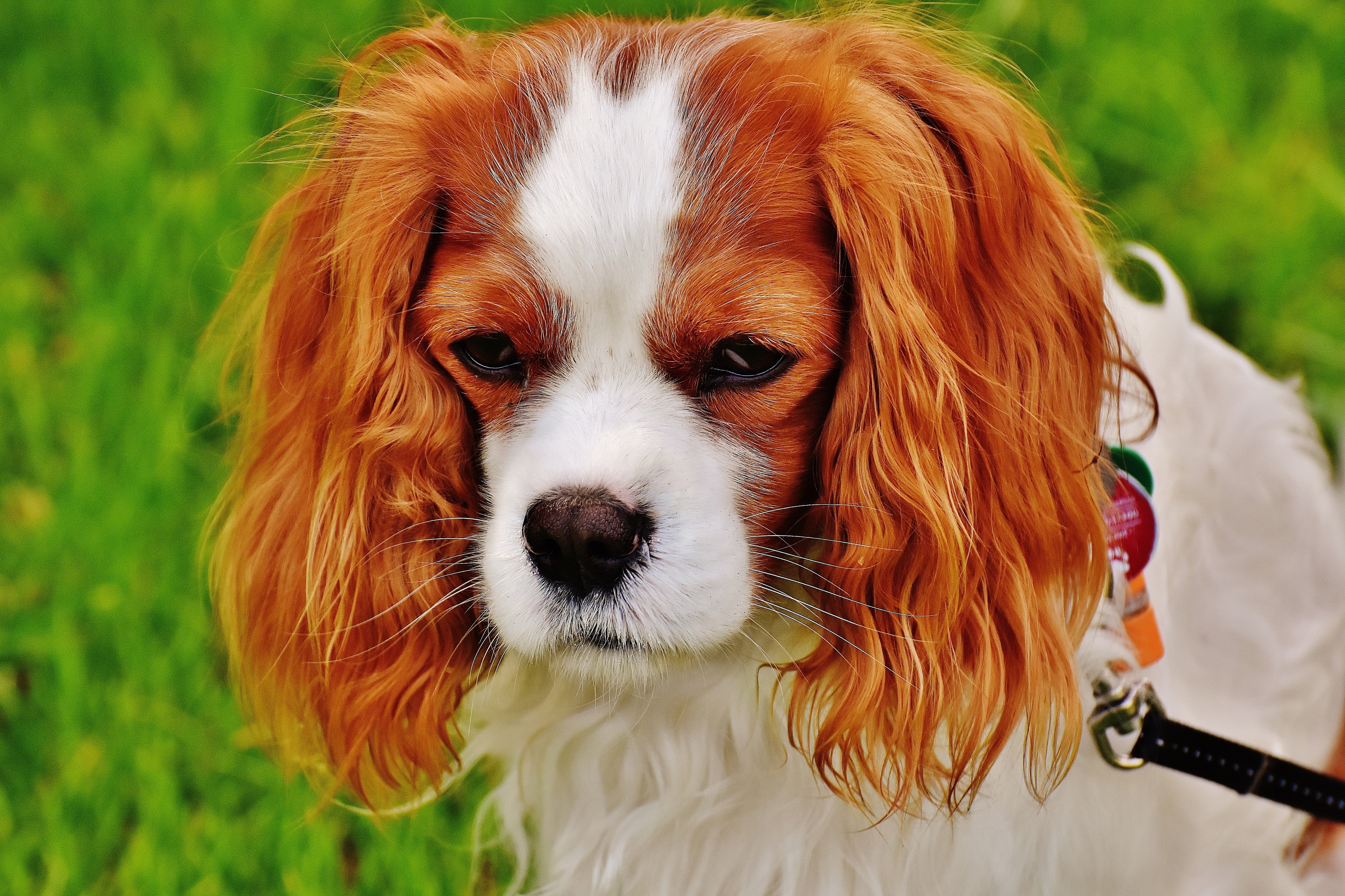 Blasenentzündung beim Hund – Symptome & Prävention