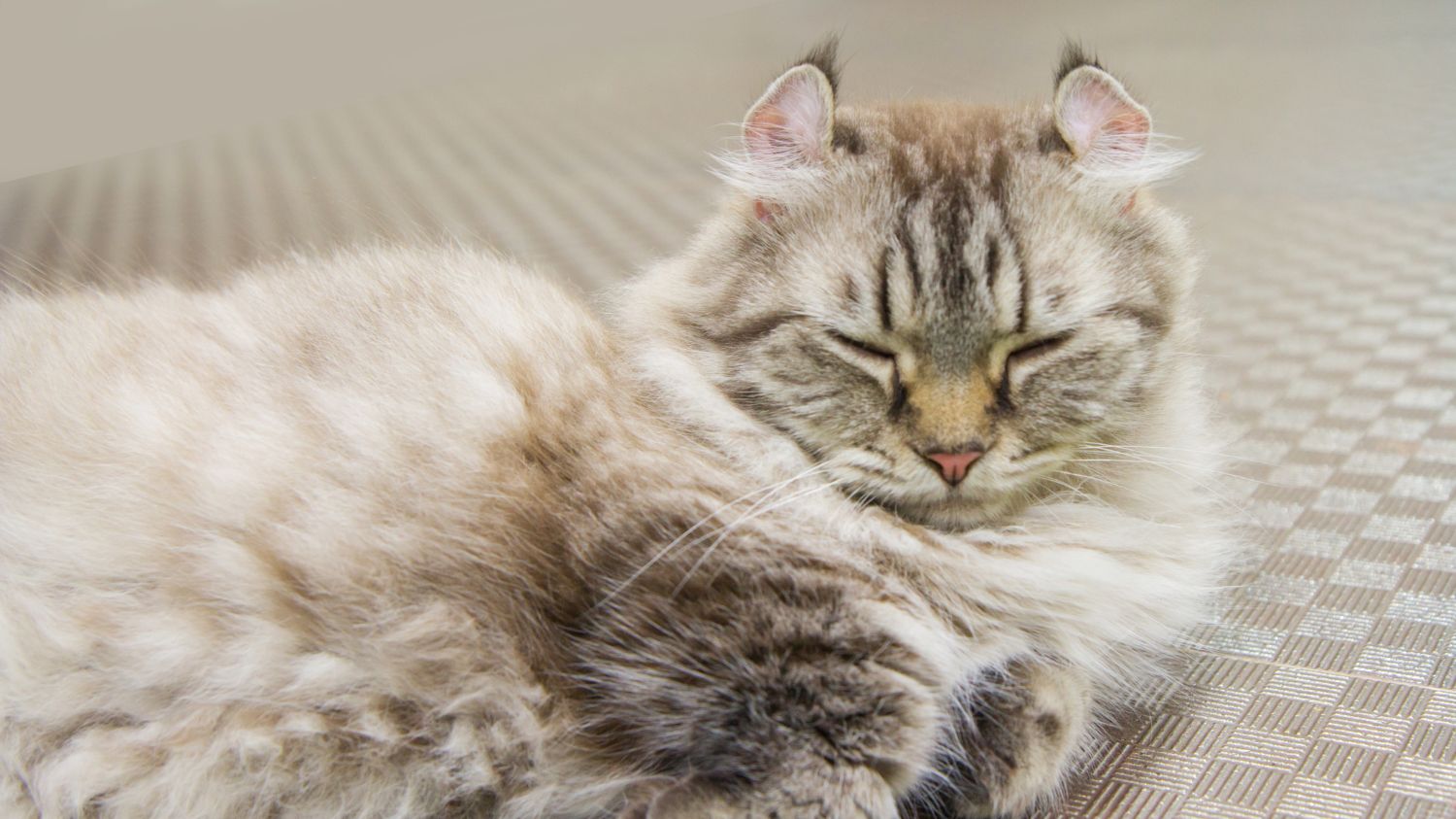 American Curl
