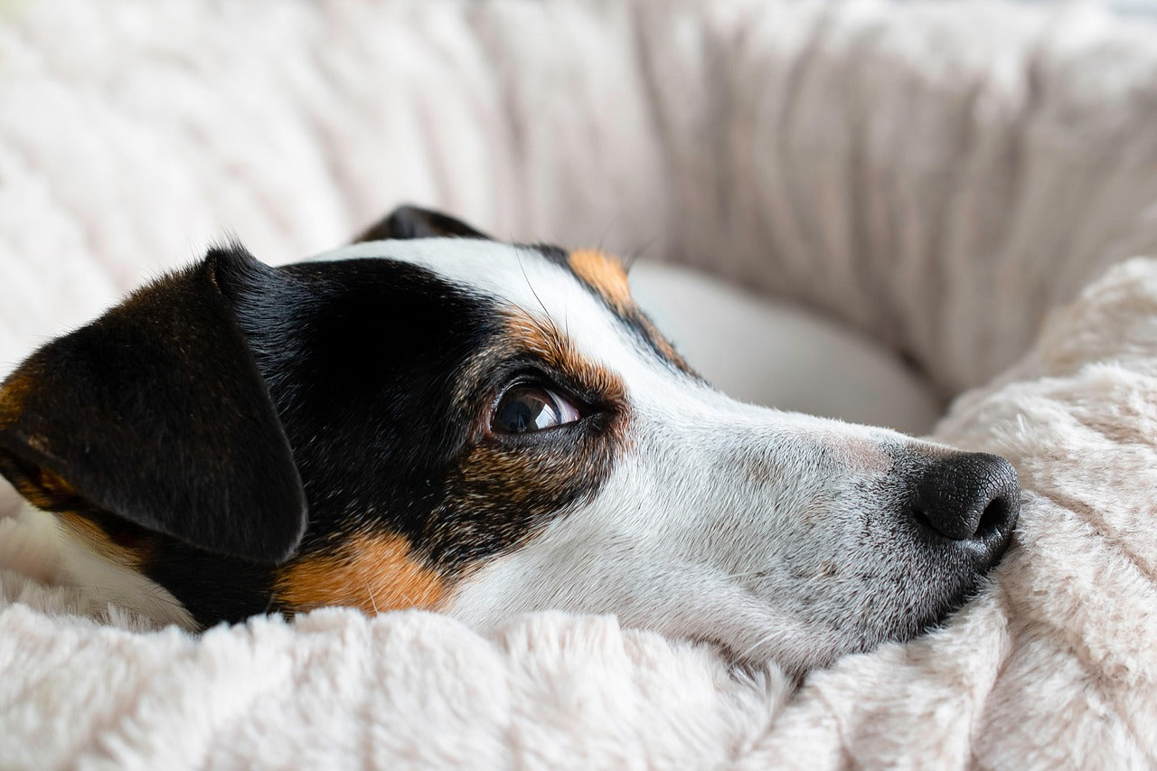 Atopie beim Hund: Was bedeutet das und wie erkennst du sie?