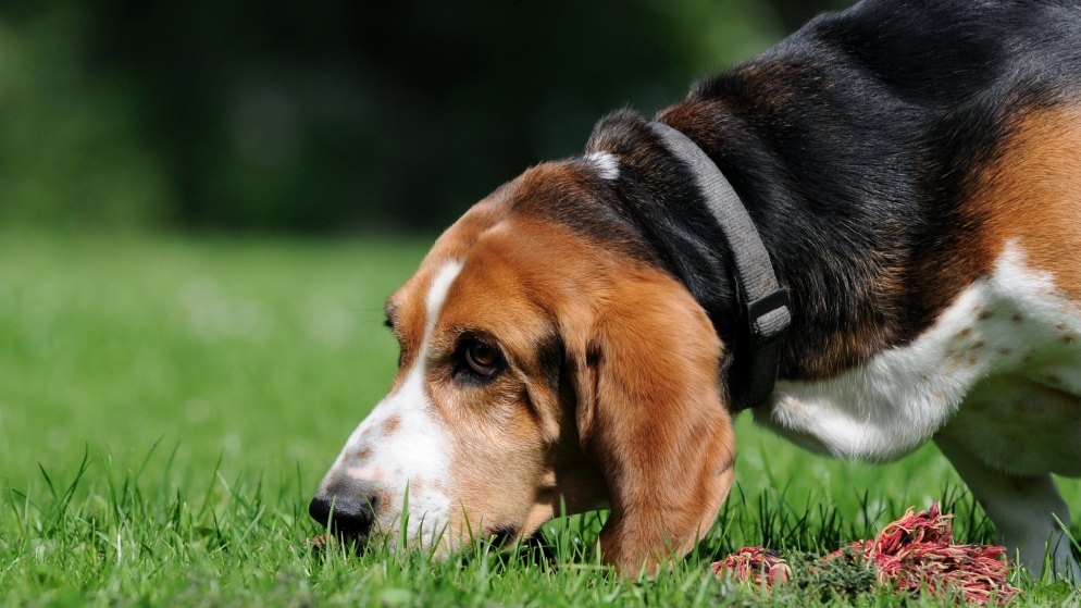 Ein Hund schnüffelt an einem Schnüffelteppich, der auf einer Wiese ausgebreitet wurde.