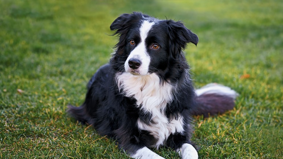 Ein Hund der Rasse Border Collie liegt auf einer Wiese.