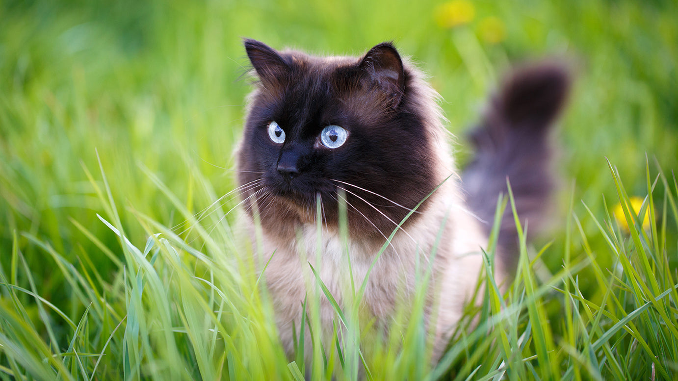 Colorpoint Katze