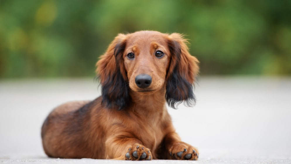 Ein Hund der Rasse Dackel liegt auf dem Boden.