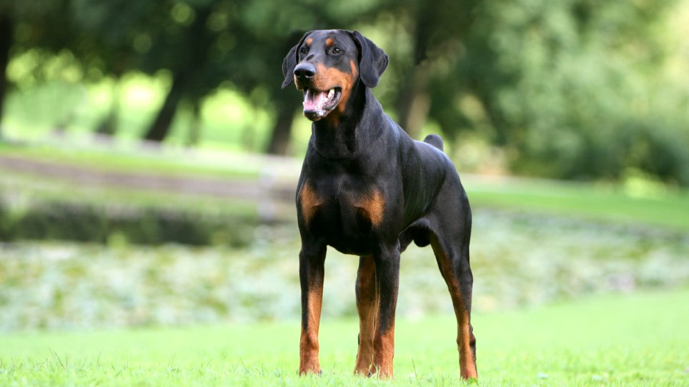 Ein Hund der Rasse Dobermann in der Natur.