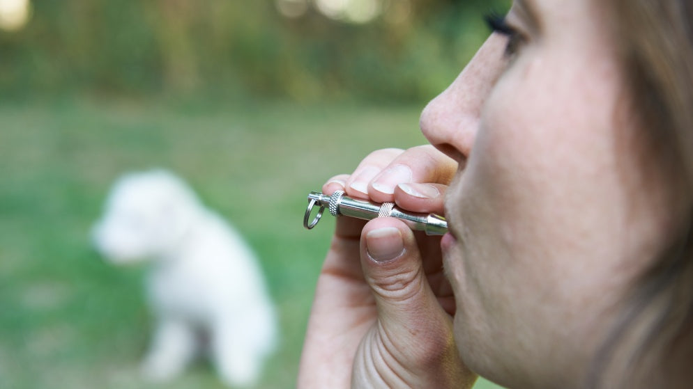 Eine Frau trainiert ihren weißen Hund draußen mit einer Hundepfeife.