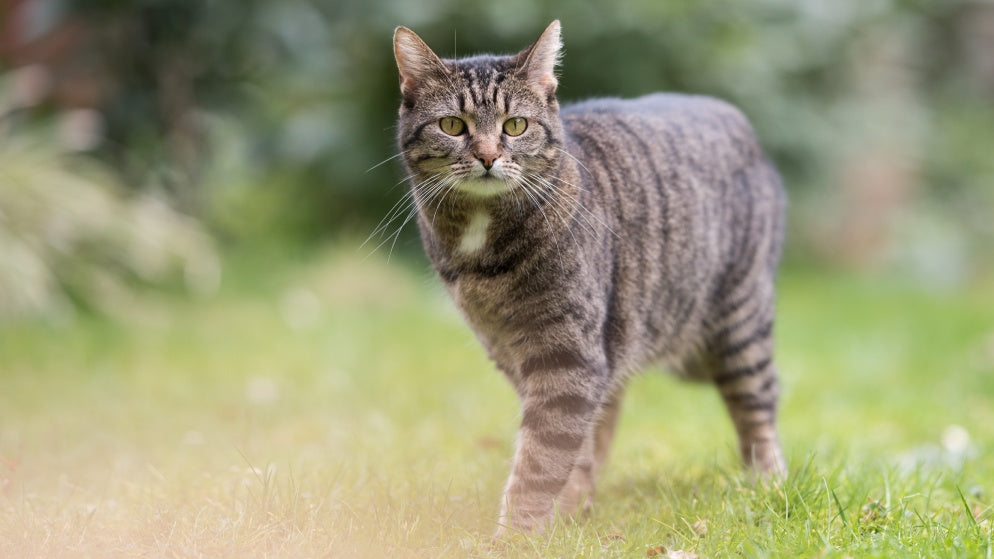 Eine Hauskatze in der Natur.