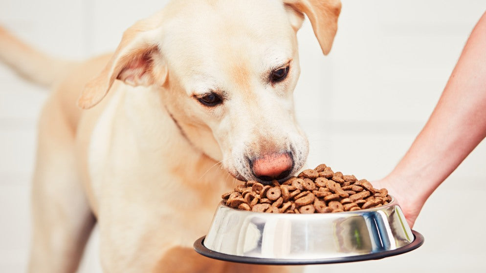 Einem Hund wird ein Napf mit kaltgepresstem Hundefutter gereicht.