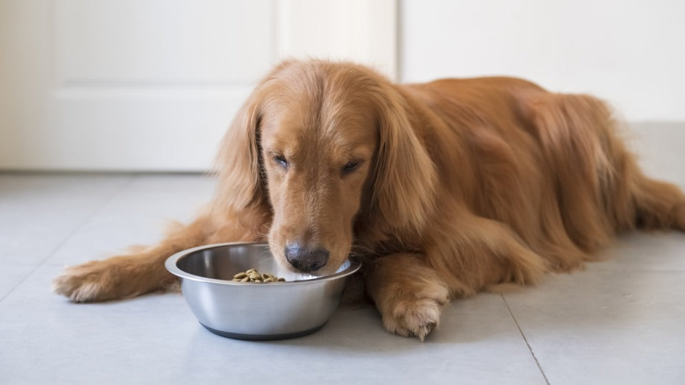 Ein Hund mit Allergien frisst aus einem Napf mit hypoallergenem Hundefutter.