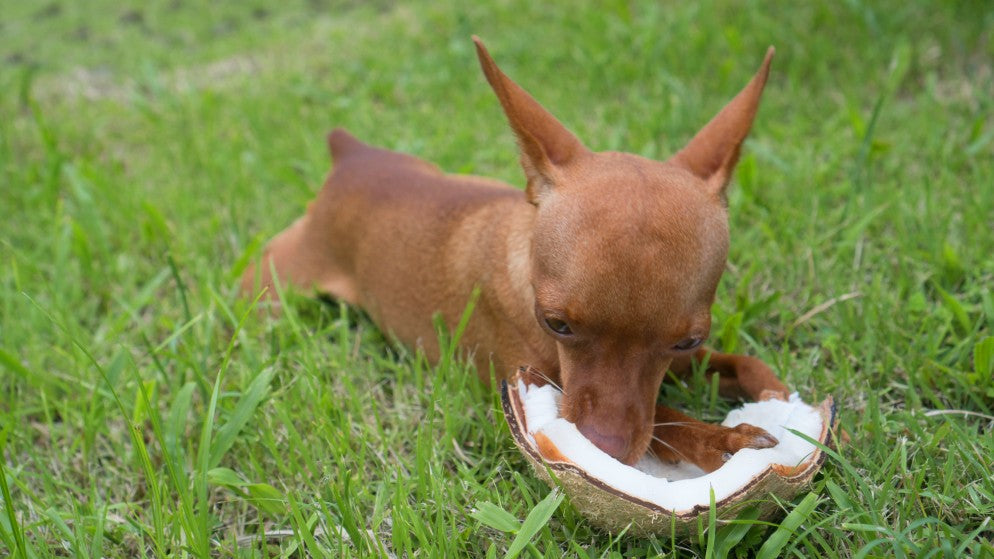 Ein Hund frisst eine Kokosnuss auf einer Wiese.