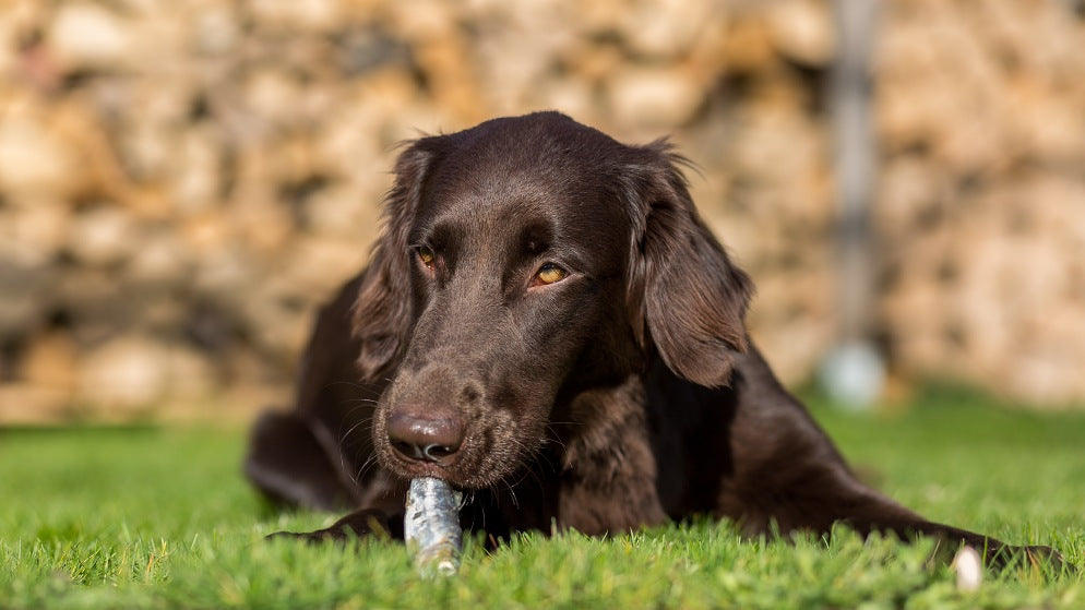 Ein Hund liegt auf einer Wiese und kaut auf einem Stück Ast herum.