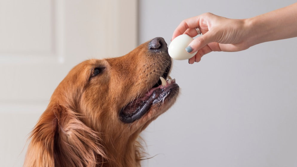 Ein Hund bekommt ein Ei von seiner Besitzerin zum Fressen gereicht.