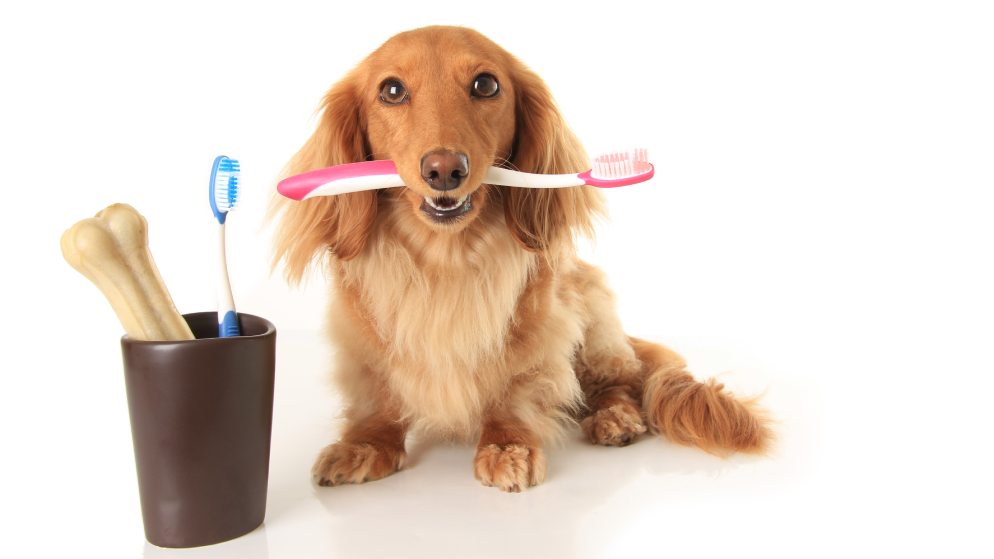 Ein kleiner Hund sitzt vor einem Zahnputzbecher und hält eine Hundezahnbürste in seinem Maul.