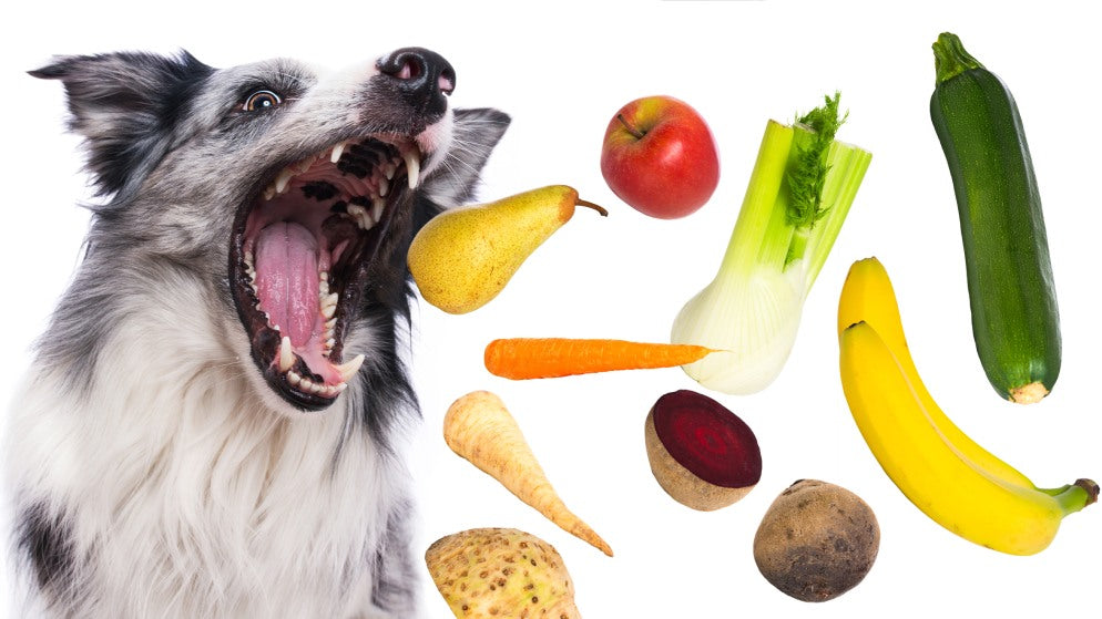 Ein Hund mit weit geöffnetem Maul, auf den verschiedene Gemüse- und Obstsorten zufliegen, die Hunde essen dürfen.