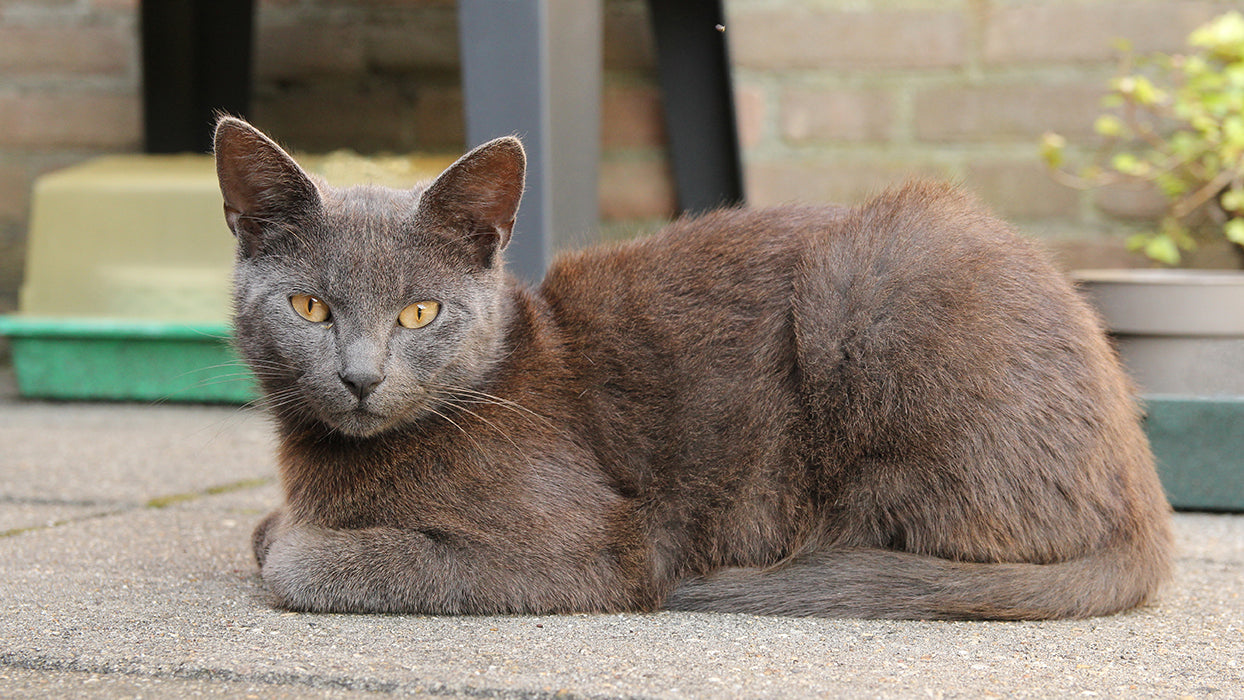 Kartäuser Katze