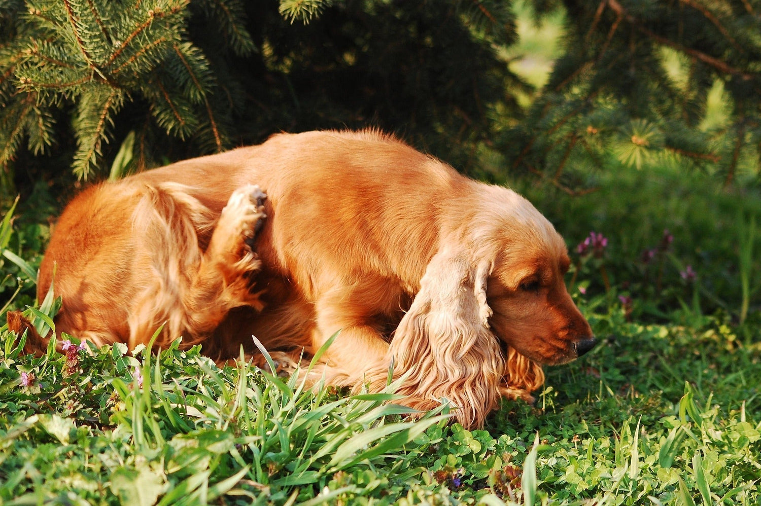 Ständiges Kratzen beim Hund – was wirklich hinter Juckreiz stecken kann