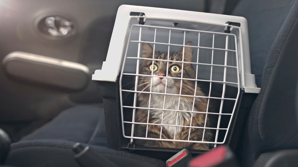 Eine Katze ist in einer Katzentransportbox auf dem Sitz eines Autos.