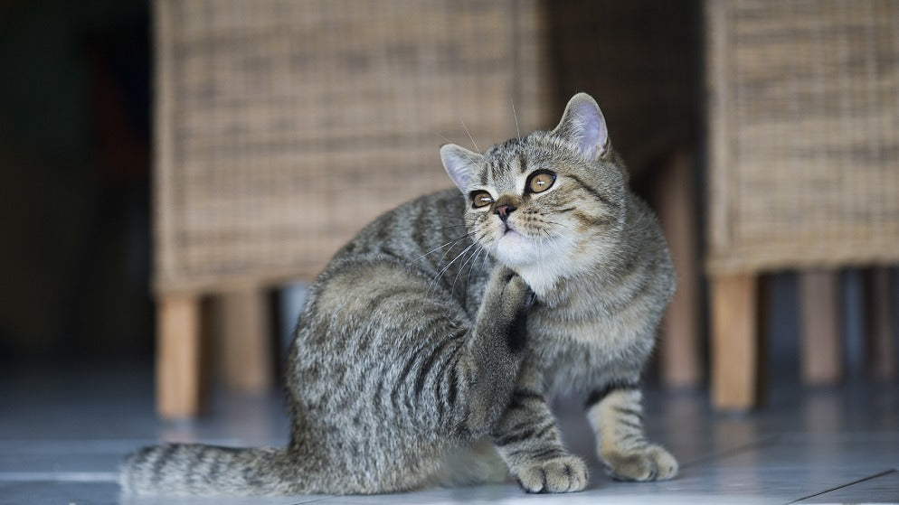 Eine Katze kratzt sich aufgrund von Flöhen.