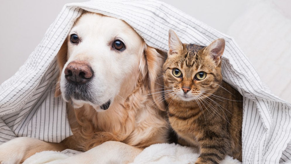 Eine Katze und ein Hund liegen gemeinsam unter einer Decke.