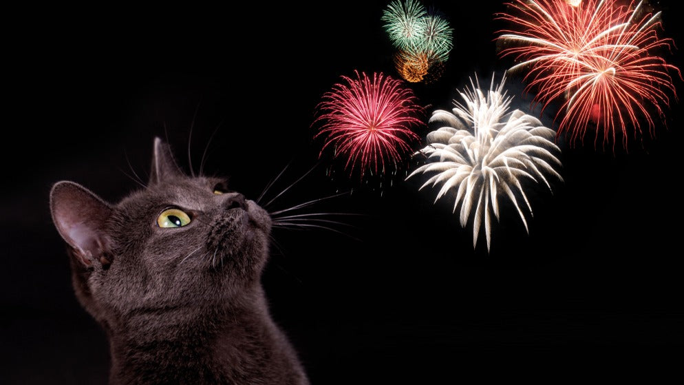 Eine Katze blickt auf ein Feuerwerk zu Silvester.