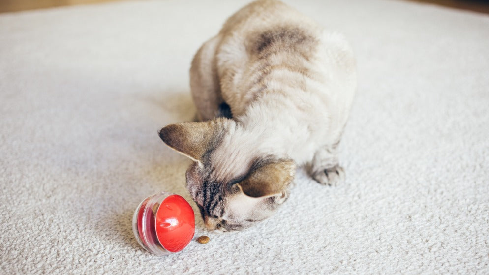 Eine Katze spielt mit einem Intelligenzspielzeug.