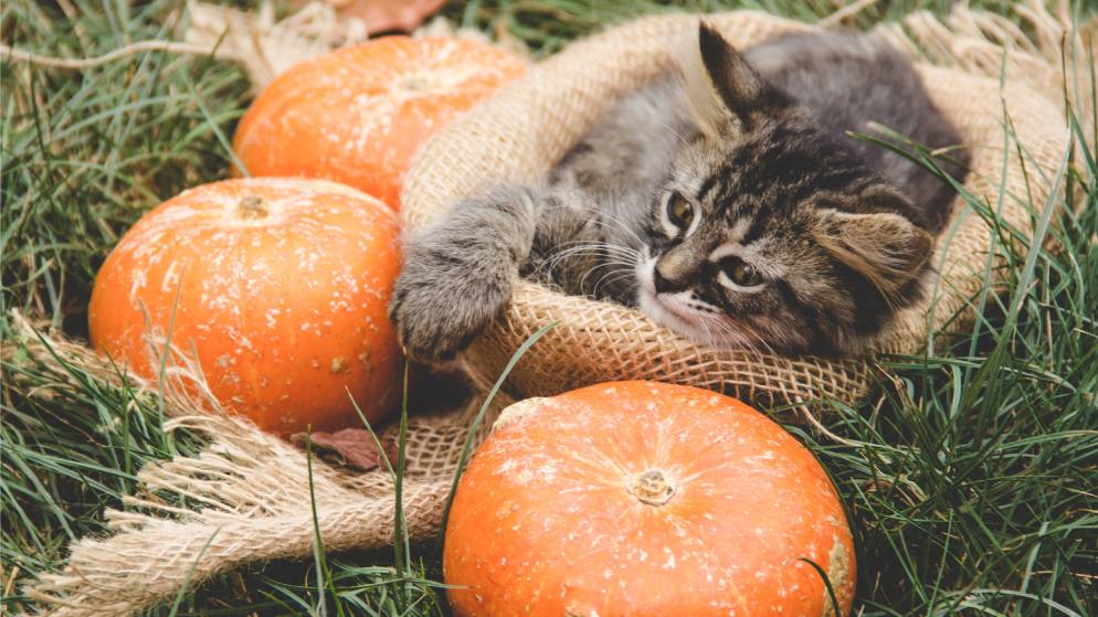 Eine Katze liegt auf einer Wiese umgeben von drei Kürbissen.