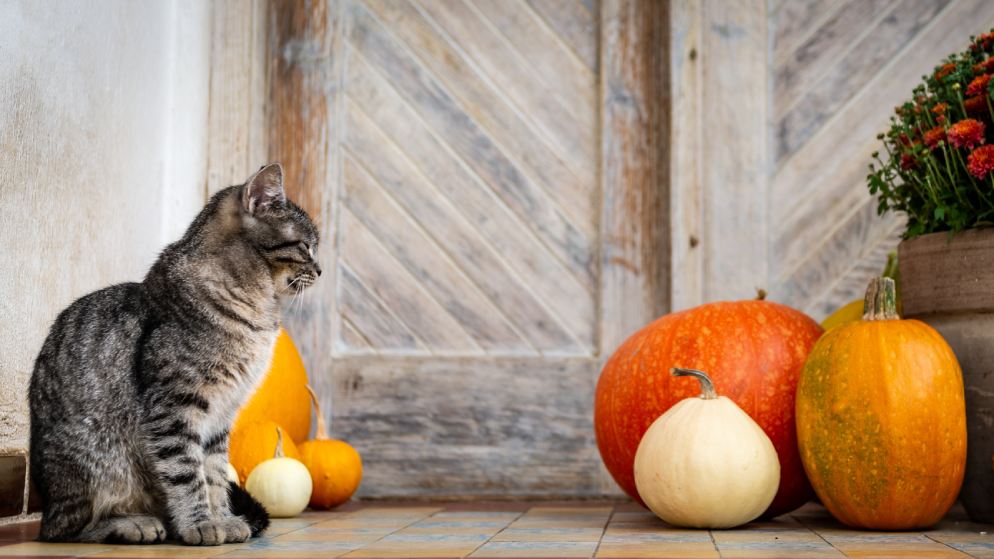 Eine Katze sitzt neben einigen Kürbissen.