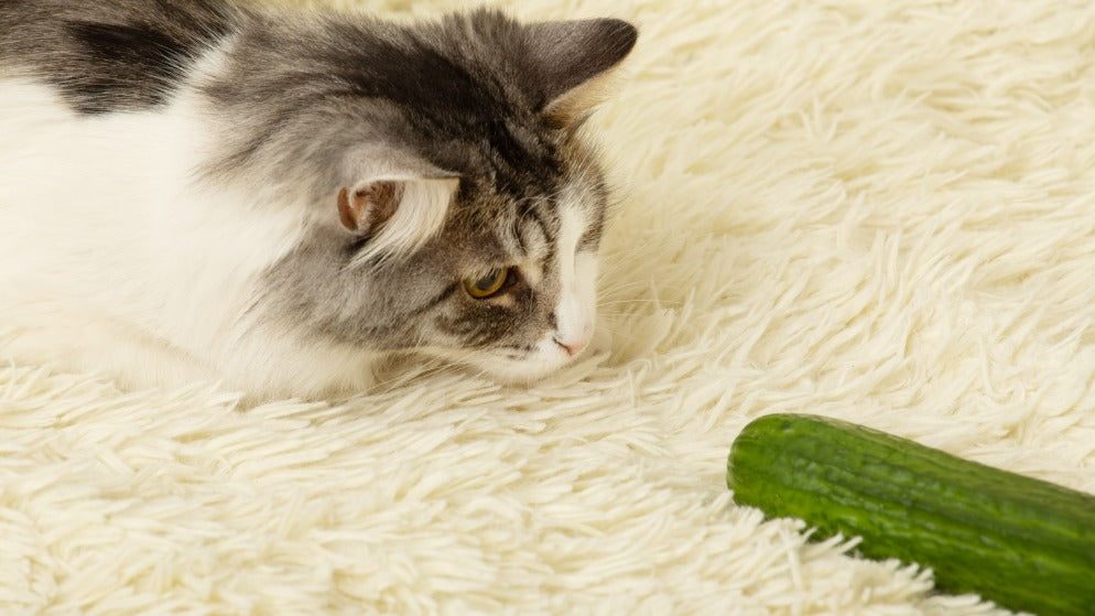 Eine Katze die eine Gurke anstarrt und dabei auf einem Teppich liegt.