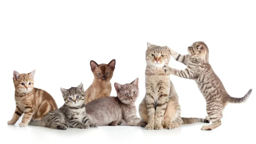 Verschiedene Katzenrassen.
