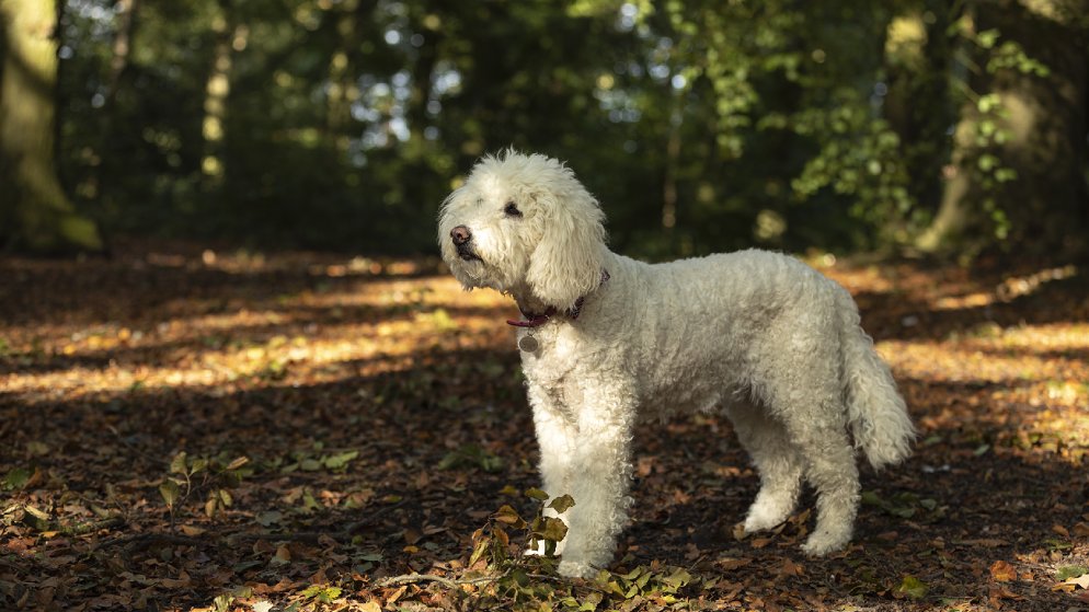 Ein Hund der Rasse Labradoodle steht in einem Wald.