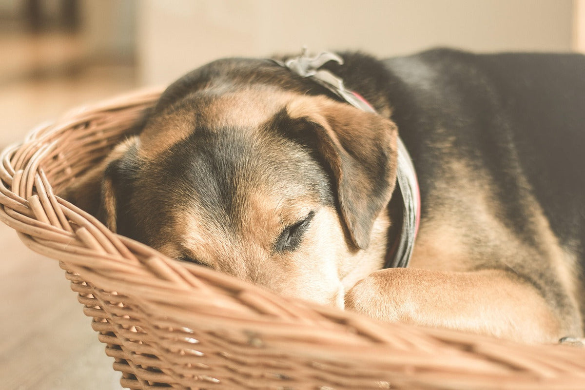 Abwehrschwäche beim Hund – Ursachen & Unterstützung